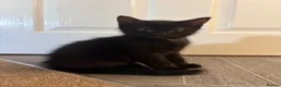 Mixed Breed cats for sale: Beautiful kittens ready for to go  - Advert 4