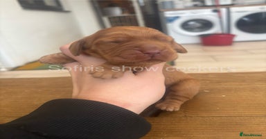 Cocker Spaniel dogs - Advert 9
