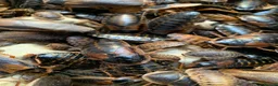 Cockroaches invertebrates for sale: Dubia Roaches, All Sizes, Excellent Feeder Insects in Bridport - Advert 5