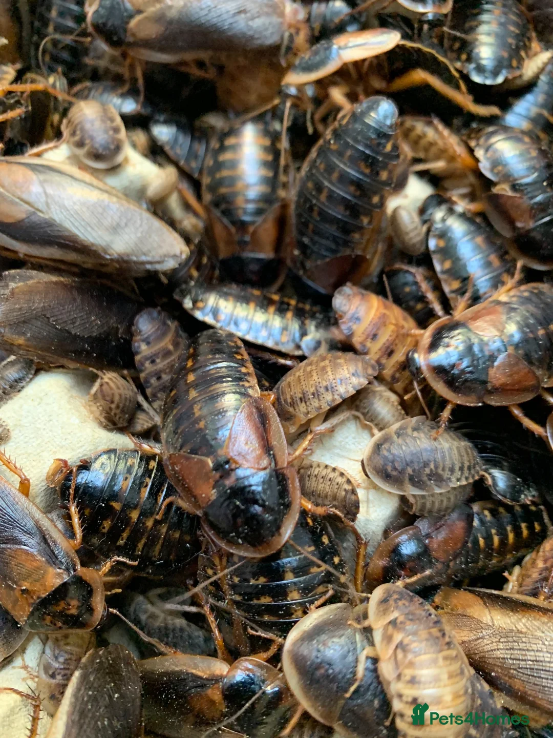 Cockroaches invertebrates for sale: Dubia Roaches, All Sizes, Excellent Feeder Insects in Bridport - Advert 5