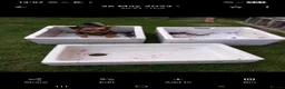 Jack Russell dogs for stud: Jack Russell for stud in Hull - Advert 7