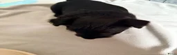 Scottish Terrier dogs for sale: The boy I wanted to keep - Advert 4