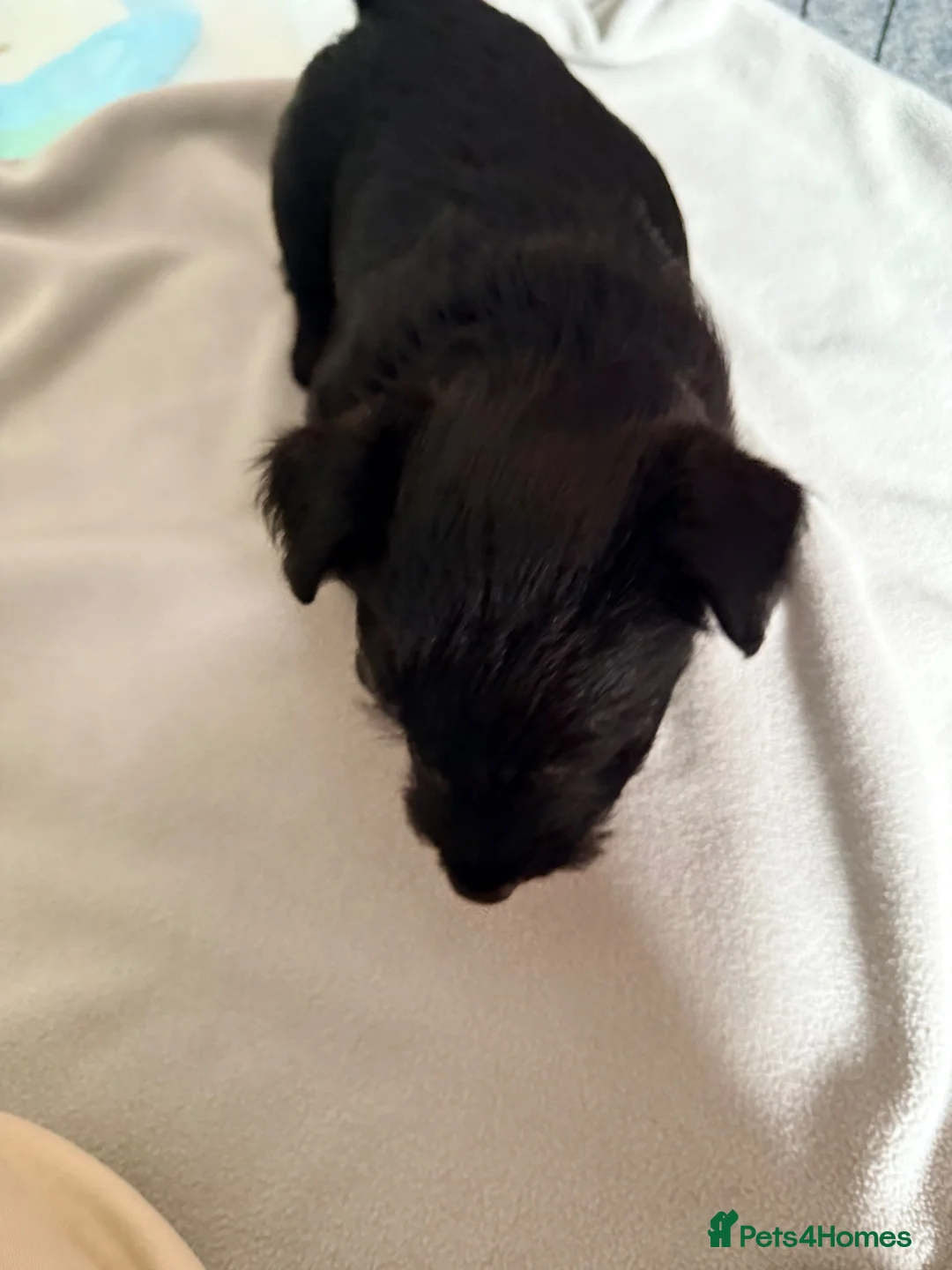 Scottish Terrier dogs for sale: The boy I wanted to keep - Advert 4