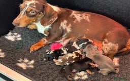 Miniature Dachshund dogs for sale: Miniature dachshund  - Image 5