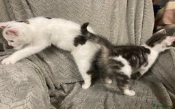 Mixed Breed cats for sale: Quiet lovely kittens - Advert 3