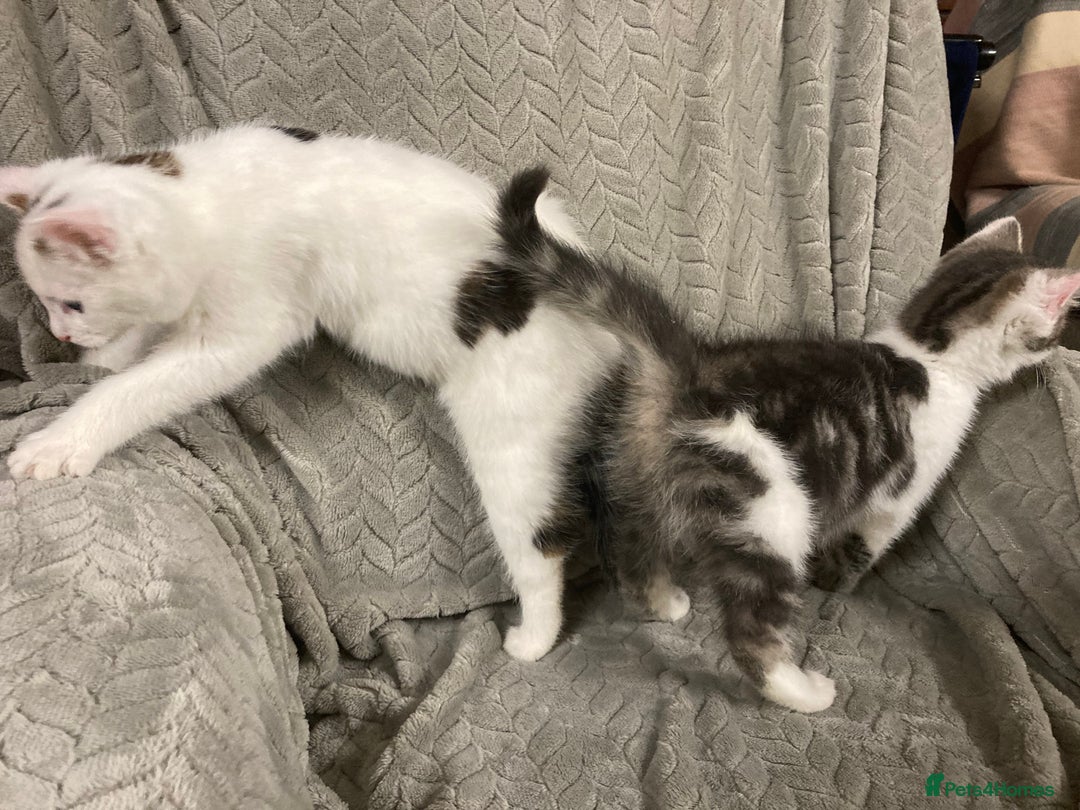 Mixed Breed cats for sale: Quiet lovely kittens - Advert 3