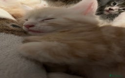 Maine Coon cats for sale: Purebred Maine Coon kittens - Image 13