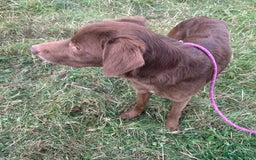 Mixed Breed dogs for adoption: Max * Labrador x Sprollie *240781 - Image 5