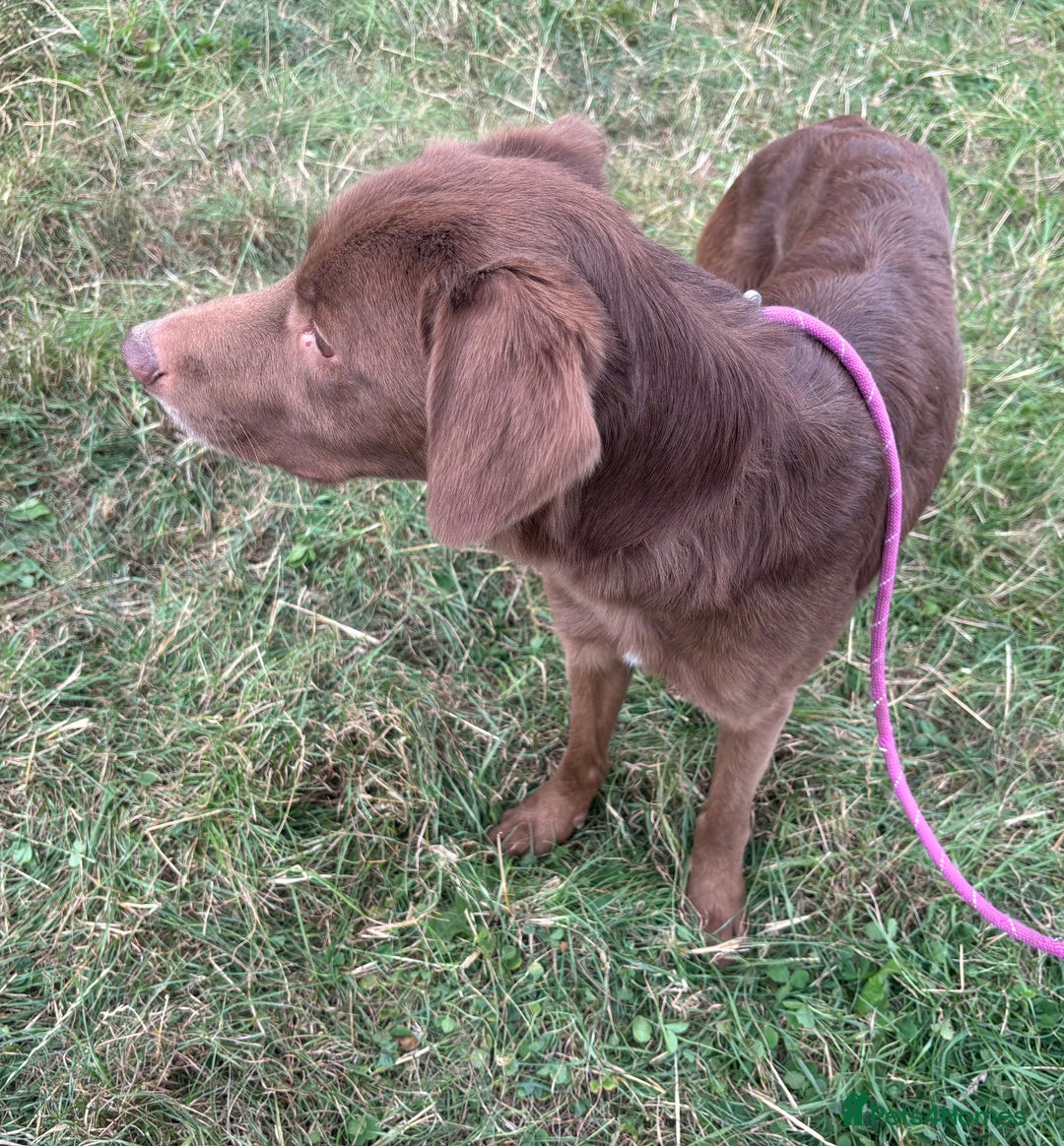 Mixed Breed dogs for adoption: Max * Labrador x Sprollie *240781 - Image 5