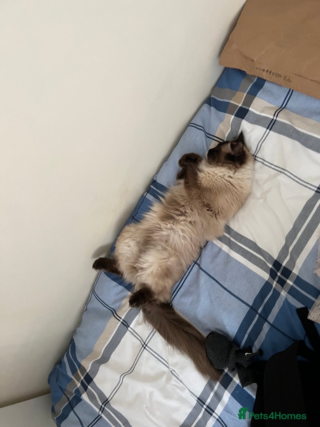 Ragdoll cats for sale: Loving Home Needed for Our Dear Cat, Nina - Image 12