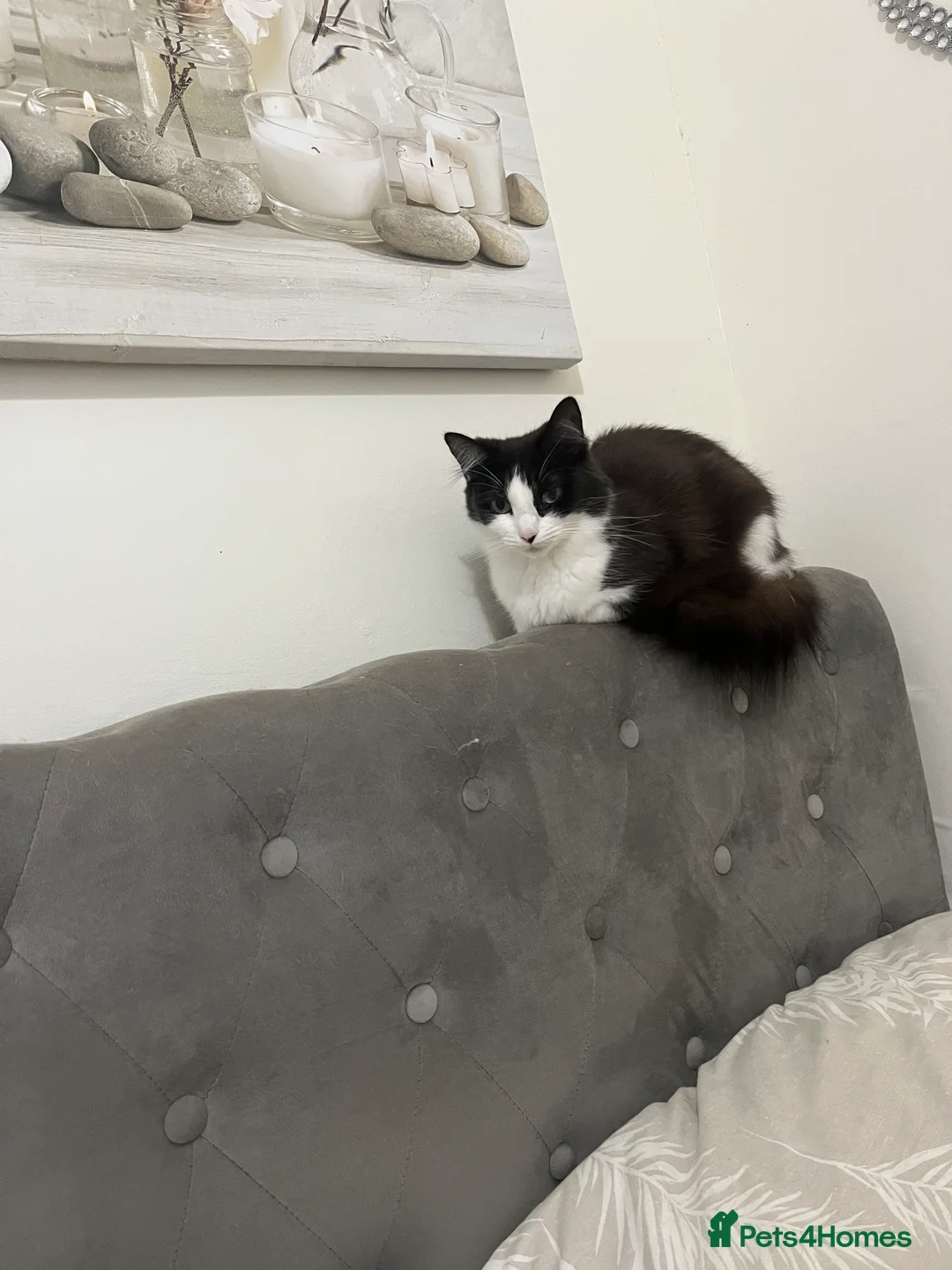 British Shorthair cats for sale: 3 British short hair cats  - Advert 10