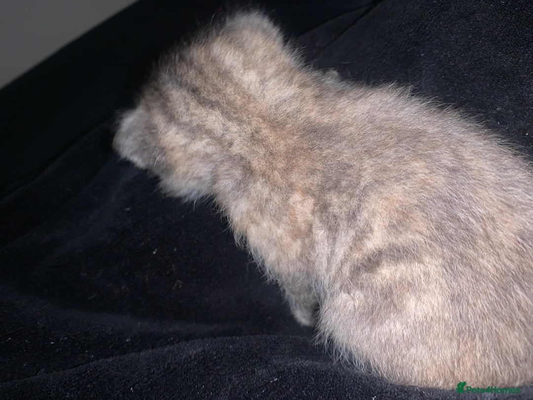 Mixed Breed cats for sale: beautiful kittens grey & ginger tortie and tabby - Advert 9