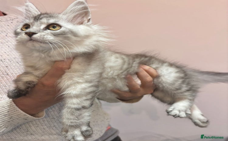 Maine Coon cats - Advert 7