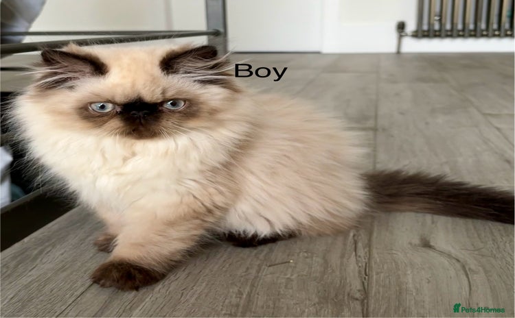 Persian cats - Advert 13