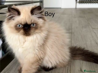Persian cats - Advert 22