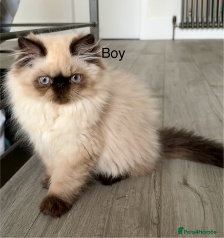 Persian cats - Advert 6