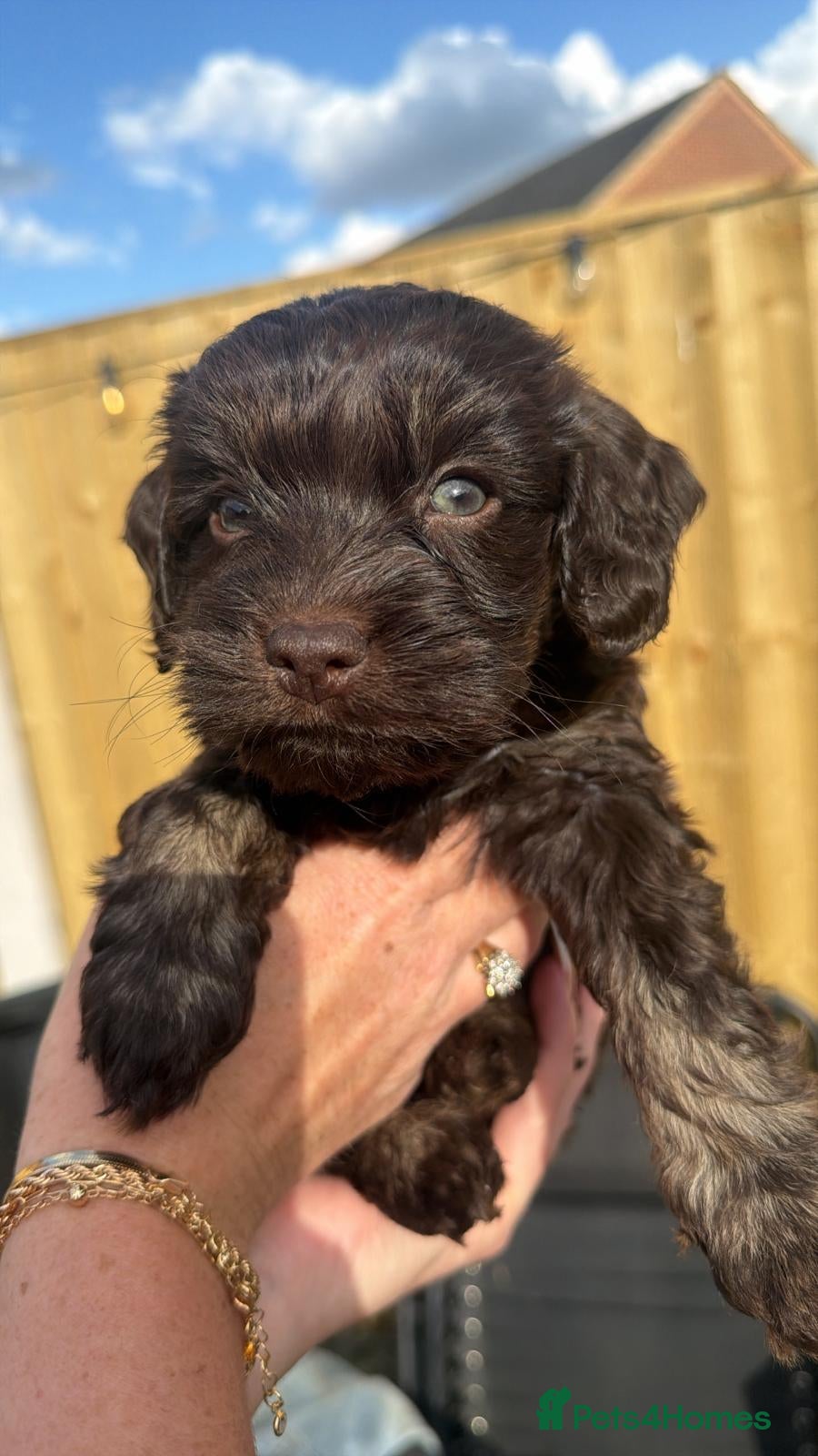 Cavapoo dogs for sale: F1 Cavapoo Puppies – 2 Boys & 3 Girls Available 🐾 in Blackpool - Advert 7