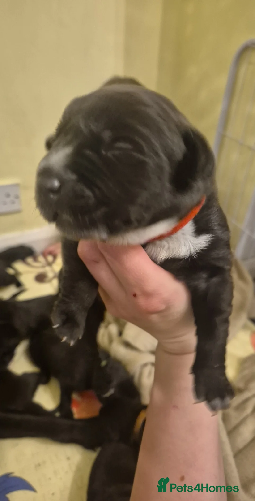 Borador dogs for sale: Lablador / border collie puppies - Advert 3