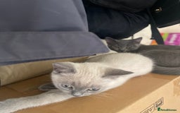 Russian Blue cats for sale: Russian blue British shorthair kittens - Image 9
