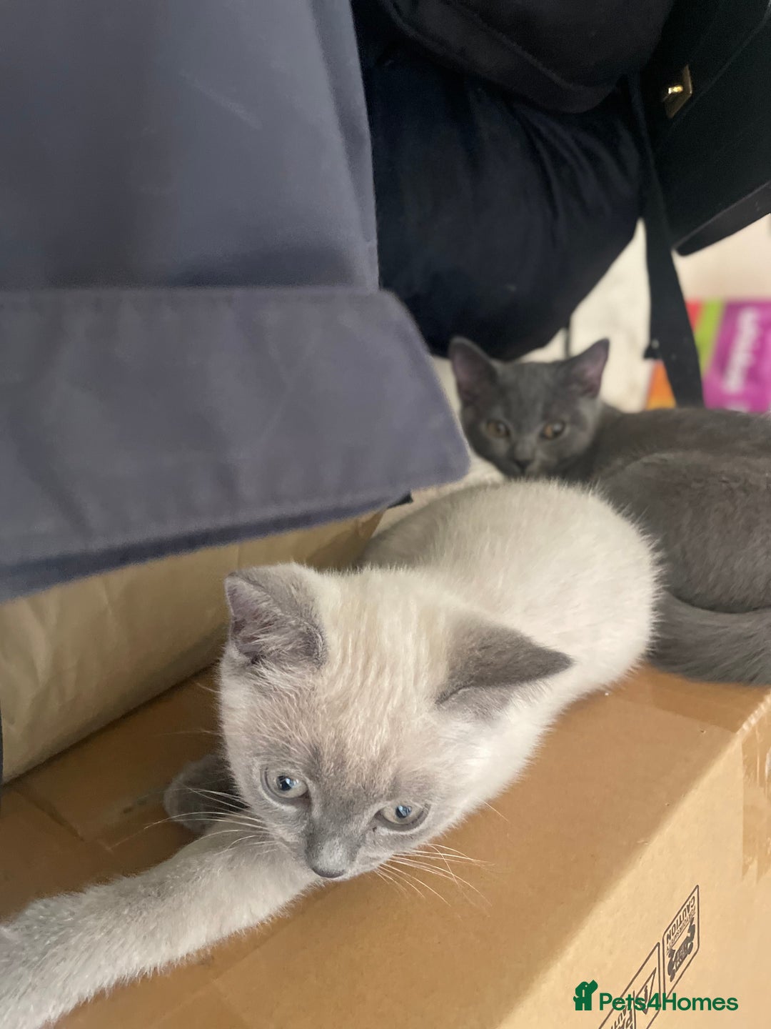 Russian Blue cats for sale: Russian blue British shorthair kittens - Image 9