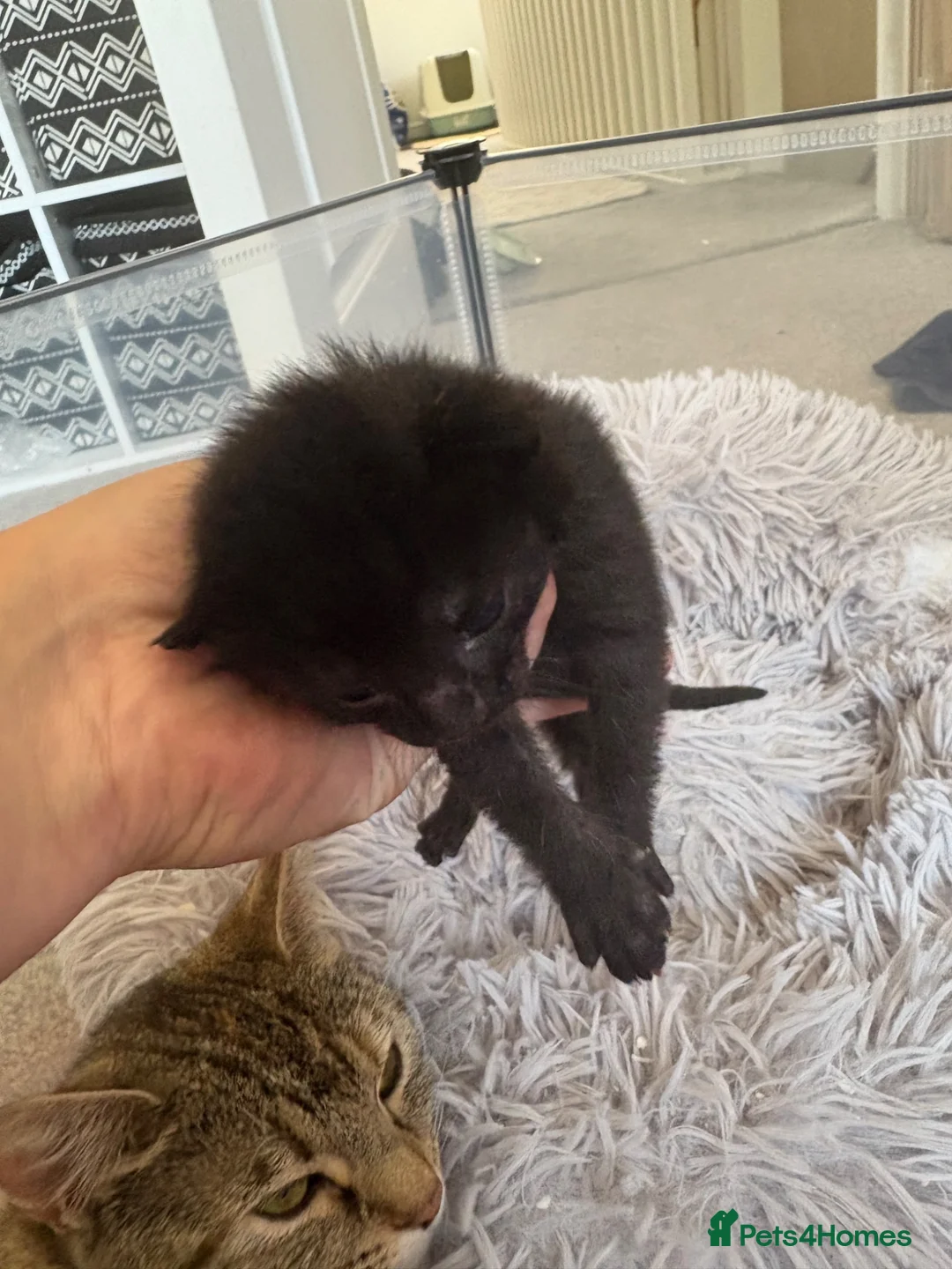 Mixed Breed cats for sale: Beautiful babies  - Advert 2