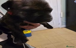 Mixed Breed dogs for sale: Bullmastiff x staff puppies - Image 4