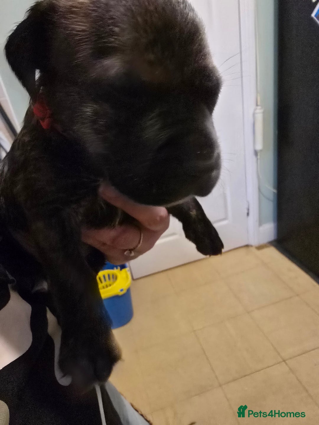 Mixed Breed dogs for sale: Bullmastiff x staff puppies - Image 4