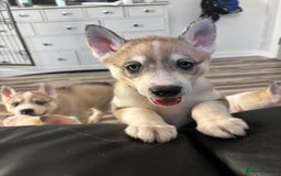 Siberian Husky dogs for sale: 8 Purebred Siberian Husky Puppies - Image 13