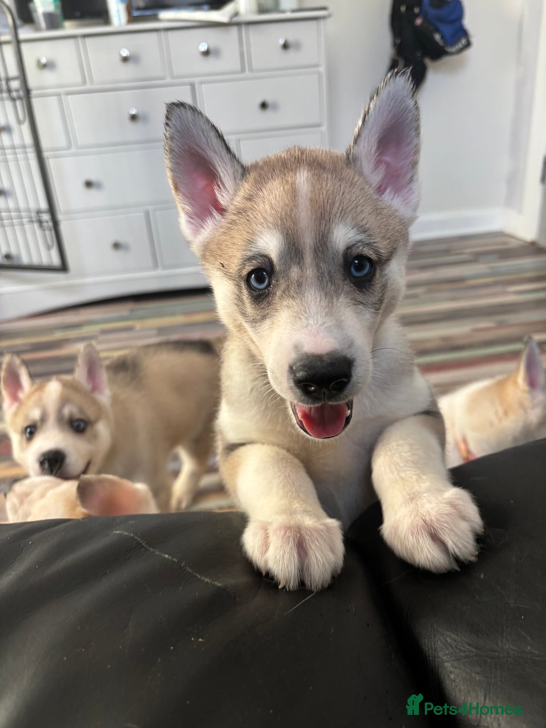 Siberian Husky dogs for sale: 8 Purebred Siberian Husky Puppies - Image 13