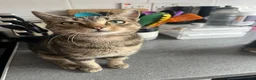 Mixed Breed cats for sale: Half Maine-coon mixed with tabby Kitten in Swindon - Advert 3