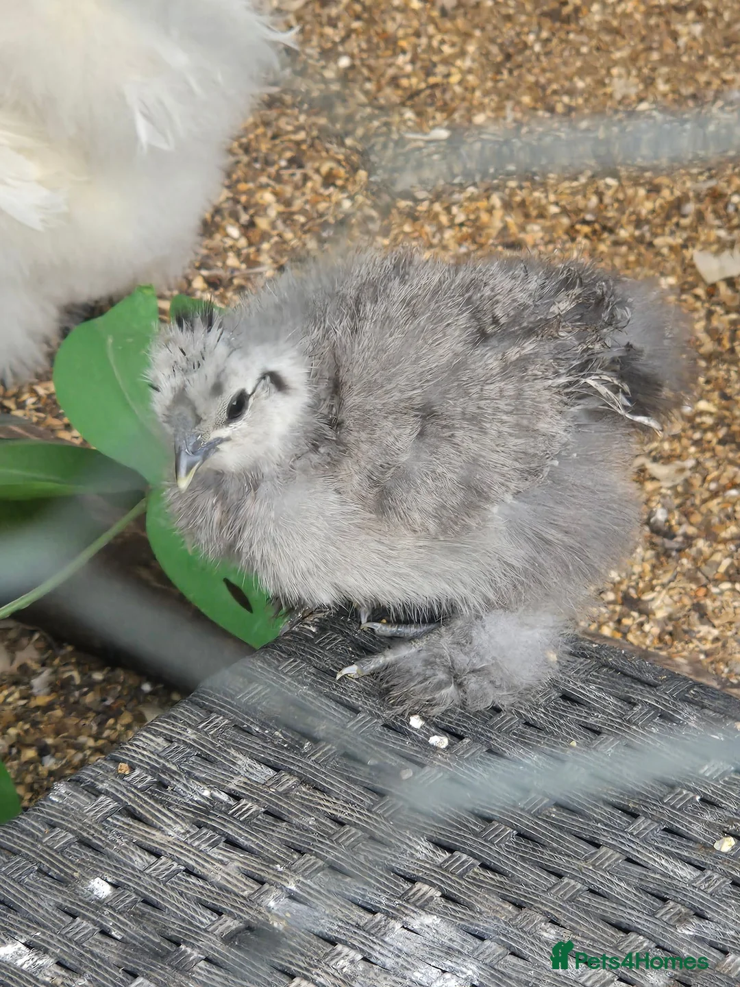 Chickens poultry for sale: Mixed Unsexed USA Silkie Chicks  - Advert 2