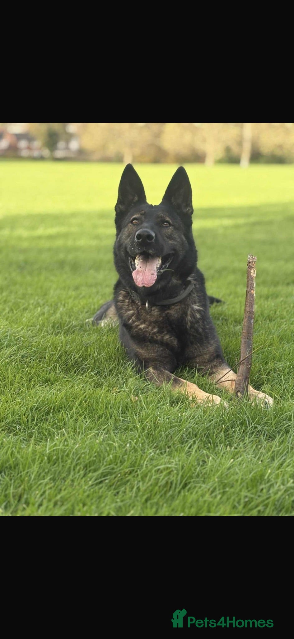 German Shepherd dogs Working Line GSD × Belgian Puppies – Ready Now - Advert 1