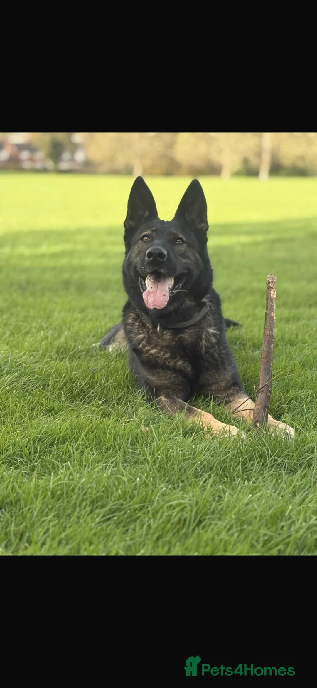 German Shepherd dogs for sale: Working Line GSD × Belgian Puppies – Ready Now - Advert 1