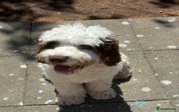 Cockapoo dogs for sale: Cockapoo Puppies - Image 10