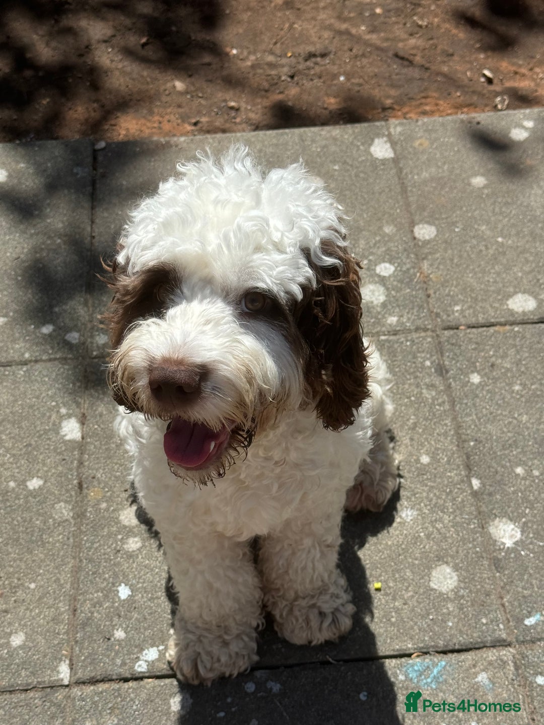 Cockapoo dogs for sale: Cockapoo Puppies - Image 10