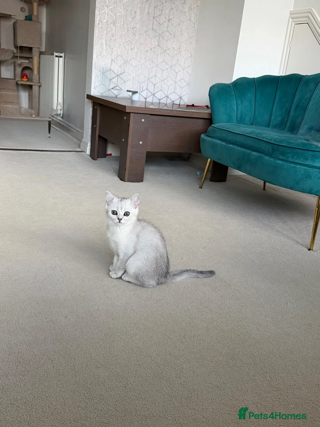 British Shorthair cats for sale: British Shorthair Silver Shaded  - Advert 1