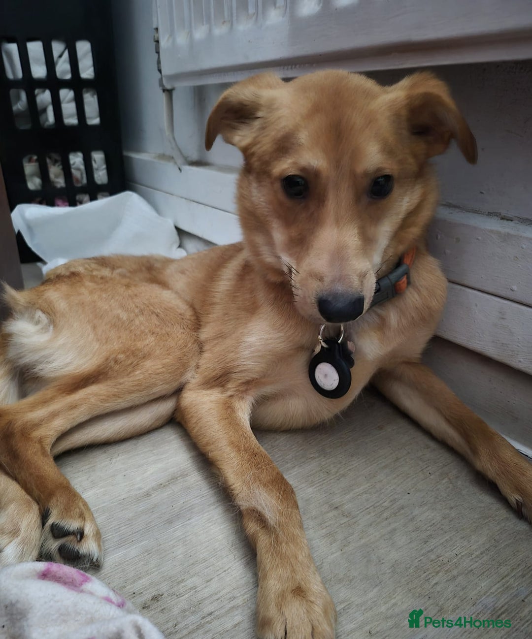 Mixed Breed dogs for adoption: 💖🐶 LESSY 🐶💖 - Image 5