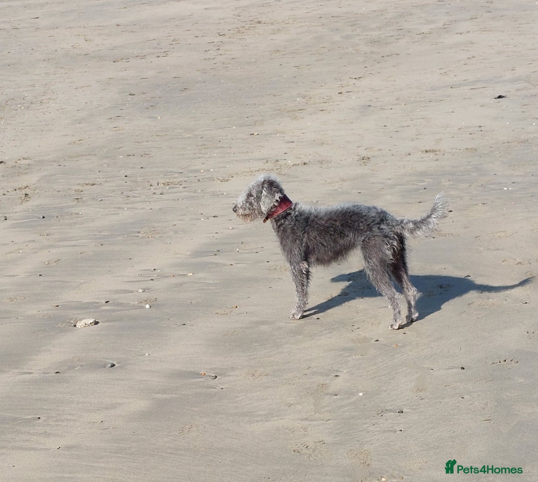 Mixed Breed dogs for sale: Bedlington x Whippet puppies - Image 10