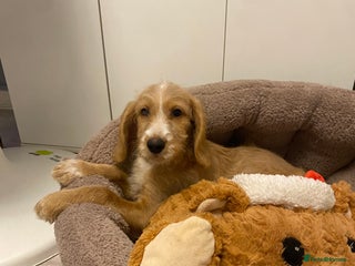 Labradoodle dogs Medium size Australian Labradoodles show cocker - Advert 10