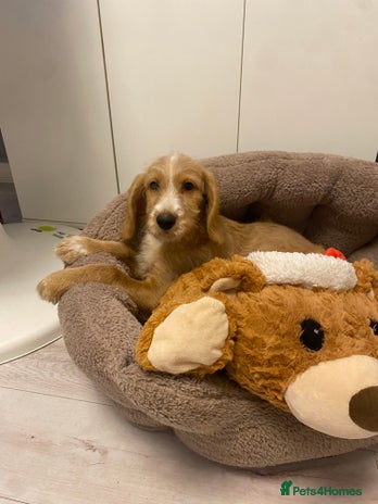 Labradoodle dogs Medium size Australian Labradoodles show cocker - Advert 1