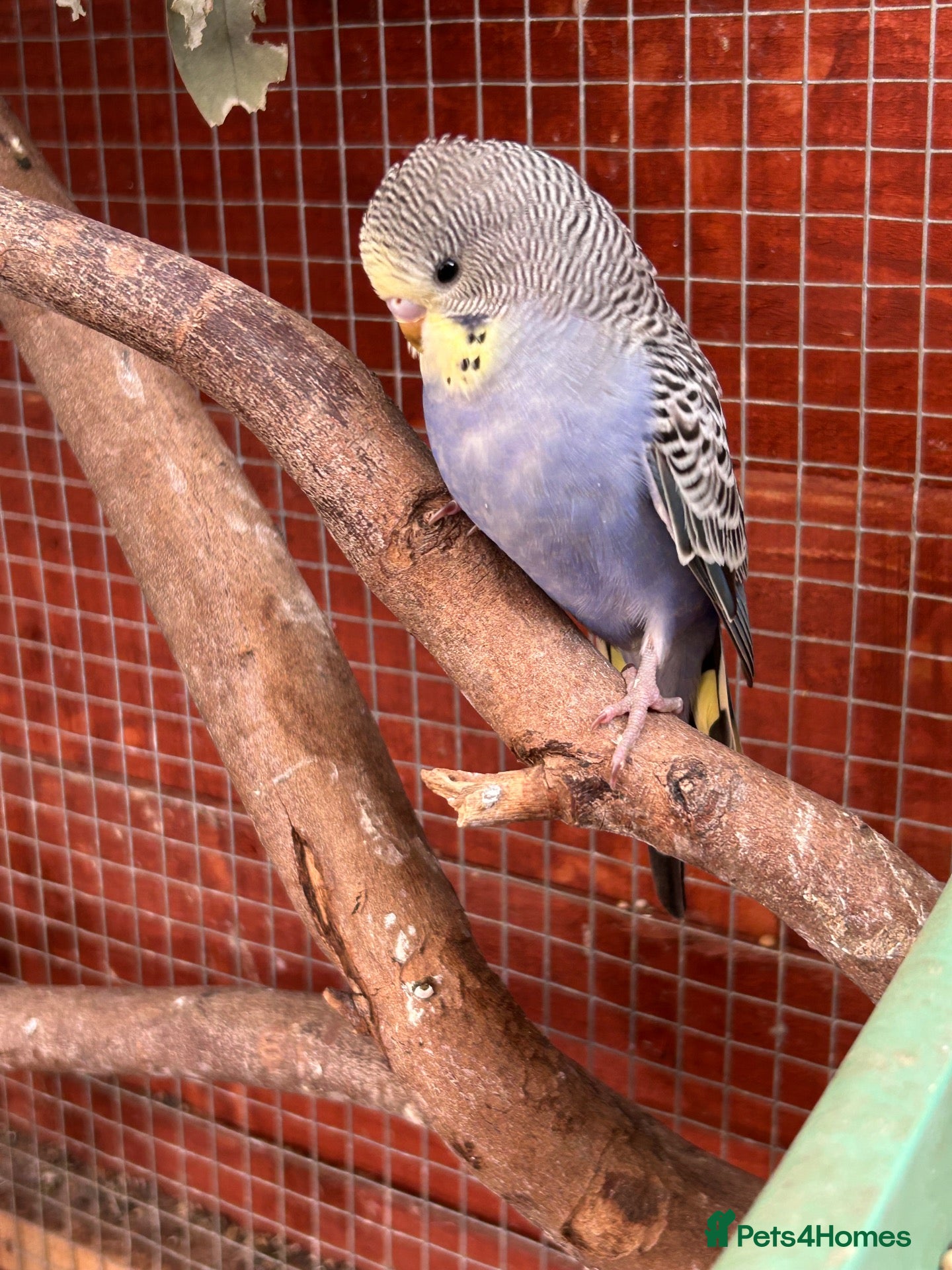 Budgerigars birds Baby budgies - ONLY 1 LEFT  - Advert 19