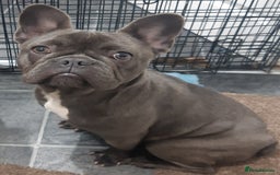 Akita dogs for sale: French blue KC registered 7 months old female pup - Image 8