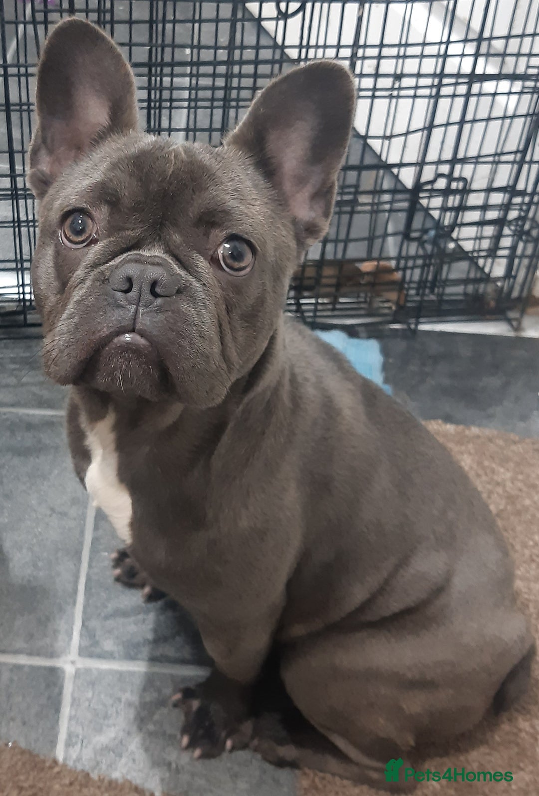 Akita dogs for sale: French blue KC registered 7 months old female pup - Image 8