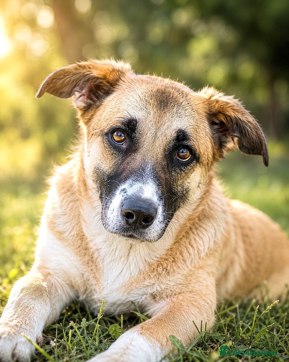 Mixed Breed dogs CODY – Soft compact Lurcher-Labrador Type Soul ❤️ - Advert 2