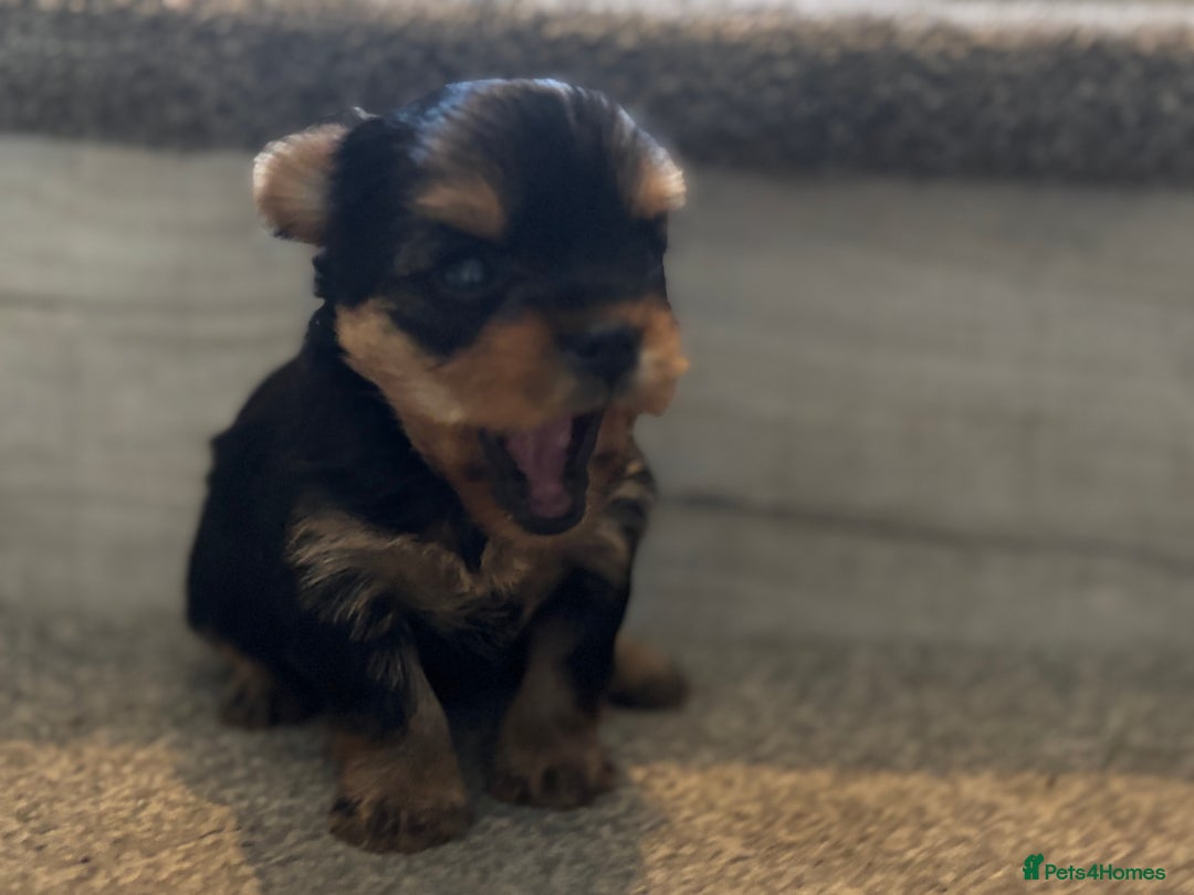 Yorkshire Terrier dogs for sale: Puree Yorkshire Terrier Puppies  - Image 5