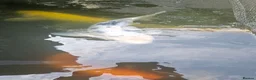 Koi Carp fish for sale: Koi fish for sale due to moving house - Advert 8