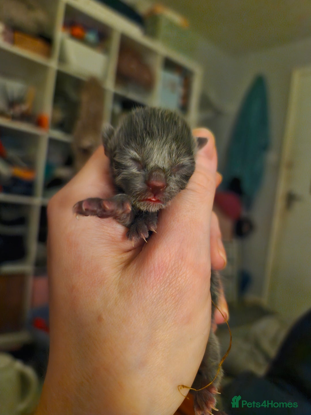 Mixed Breed cats for sale: Purrfect Rare Elf Eared Fur Babies Ready 14th Feb - Advert 3