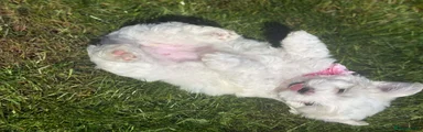 Maltese Puppy 2