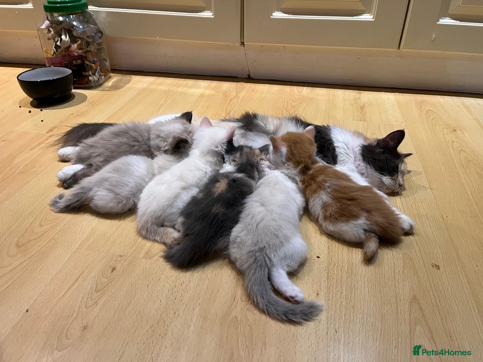 Maine Coon cats 4 LEFT! Stunning main coon x ragdoll kittens  - Advert 2