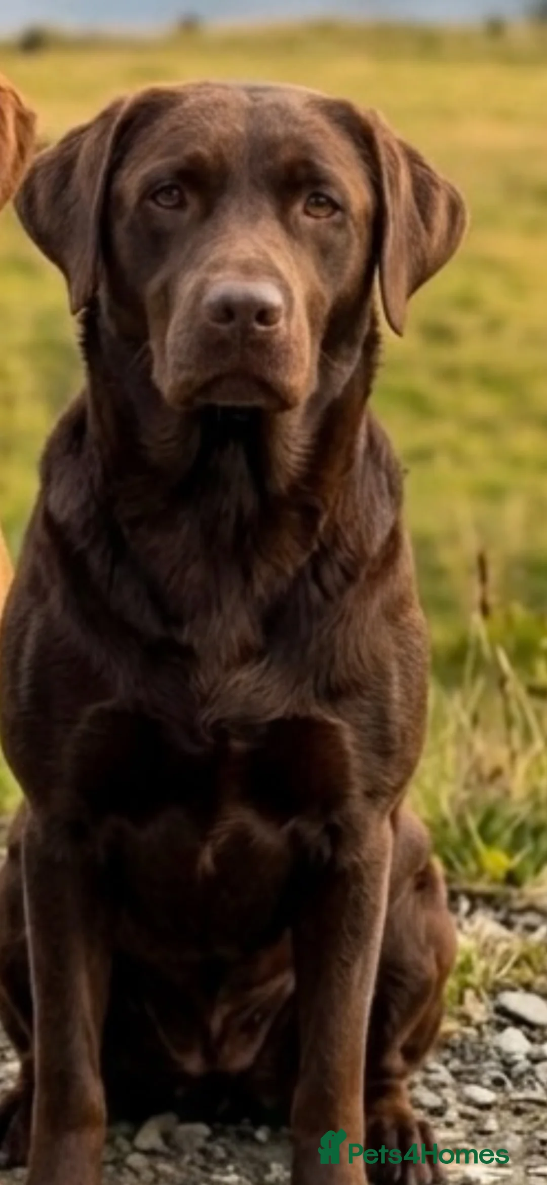 Labrador Retriever dogs for sale: Beautiful KC registered Labrador puppies  in Keighley - Advert 21
